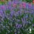 Lavandula angustifolia Munstead Strain.jpg